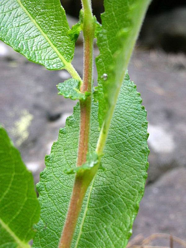 Salix appendiculata / Salice stipolato